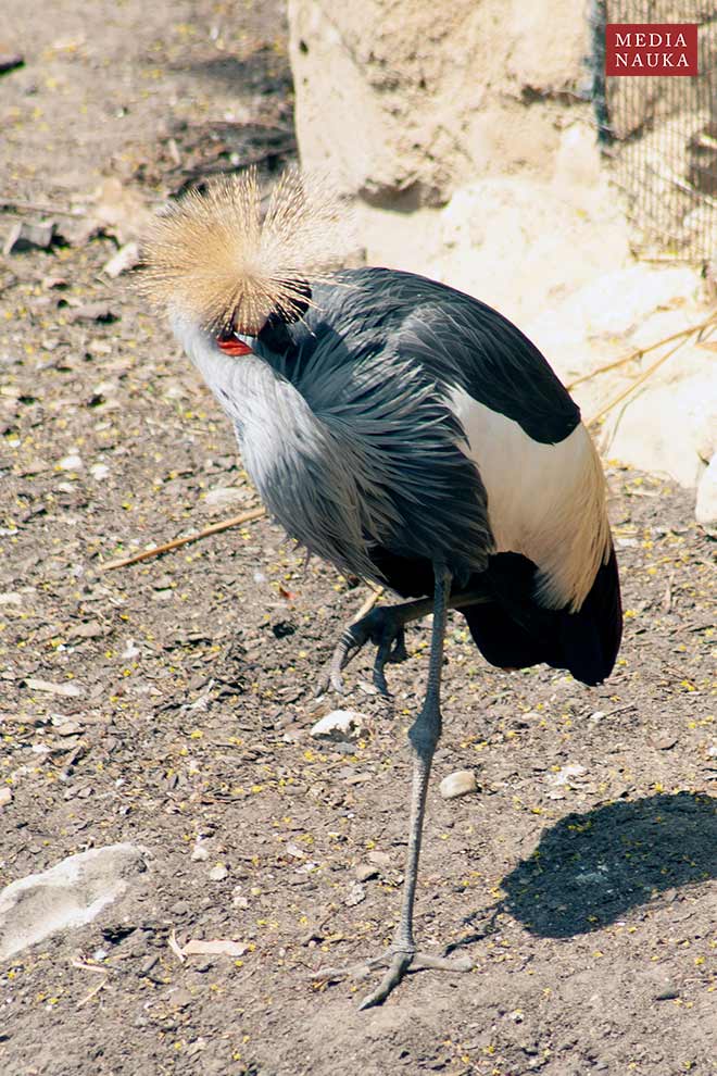 koronnik szary (Balearica regulorum)