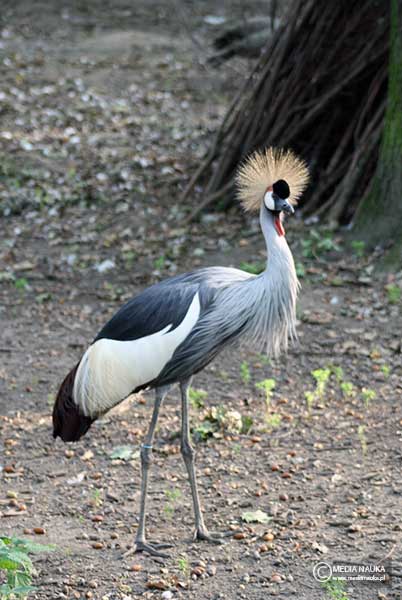 koronnik szary (Balearica regulorum)