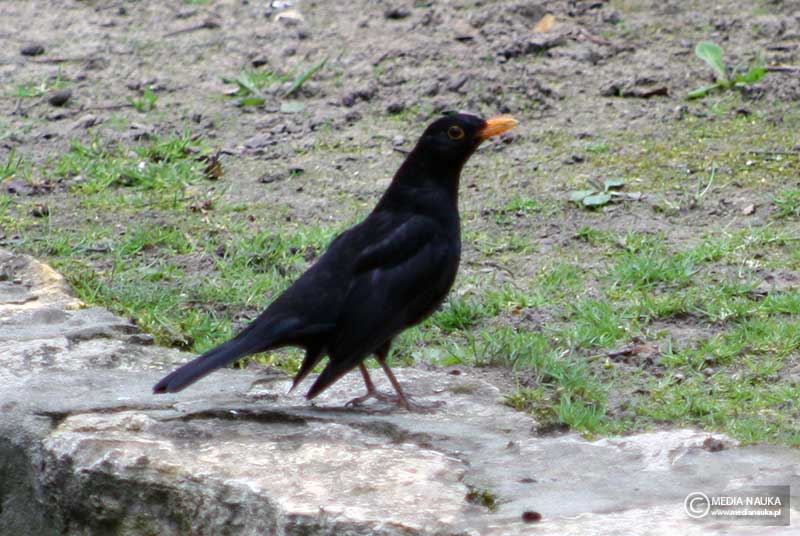 kos (Turdus merula)