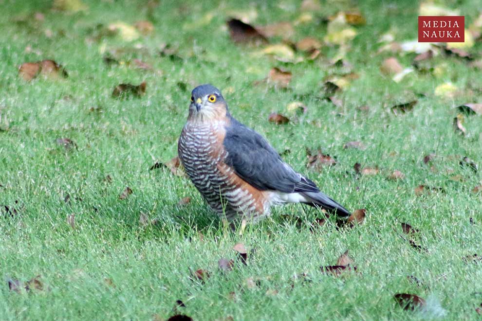 krogulec (zwyczajny) (Accipiter nisus)