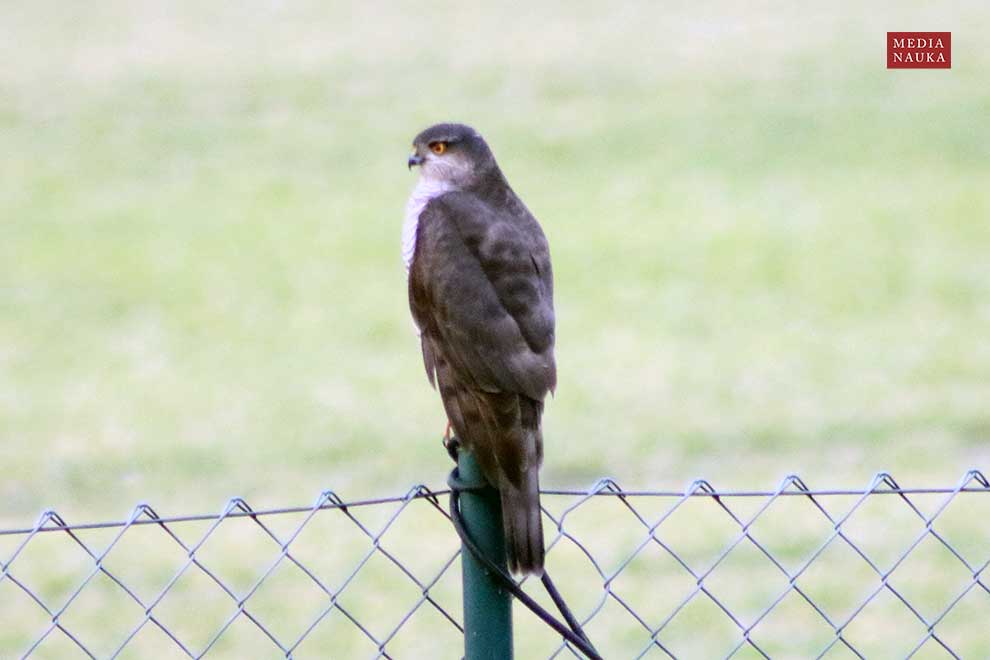 krogulec (zwyczajny) (Accipiter nisus)