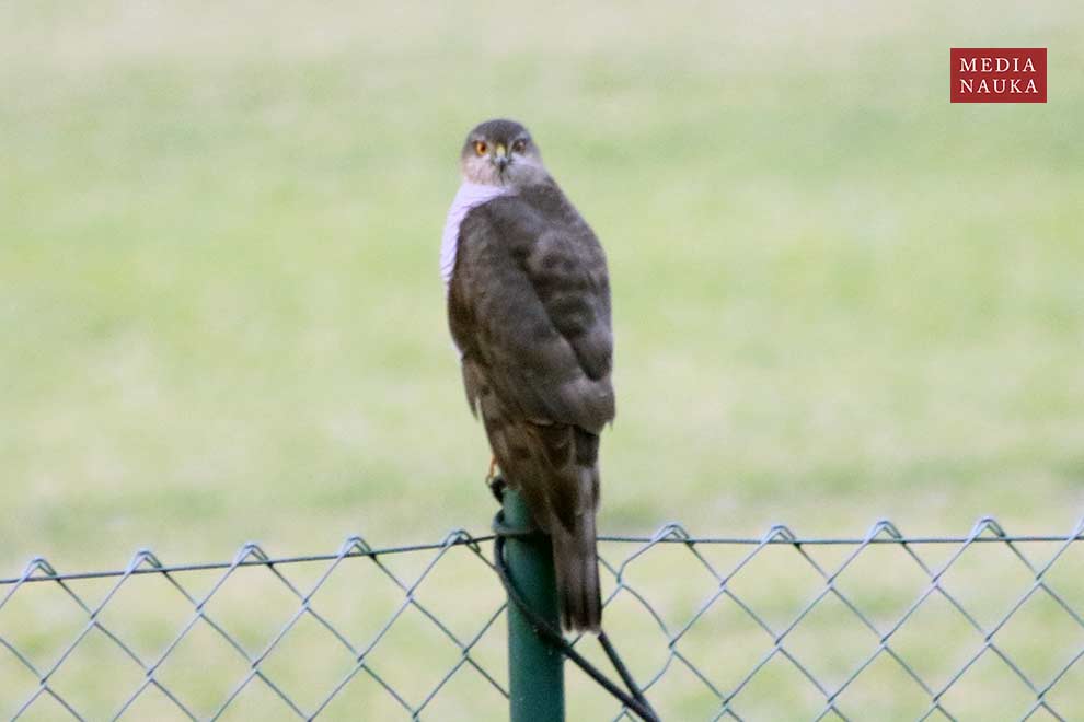 krogulec (zwyczajny) (Accipiter nisus)