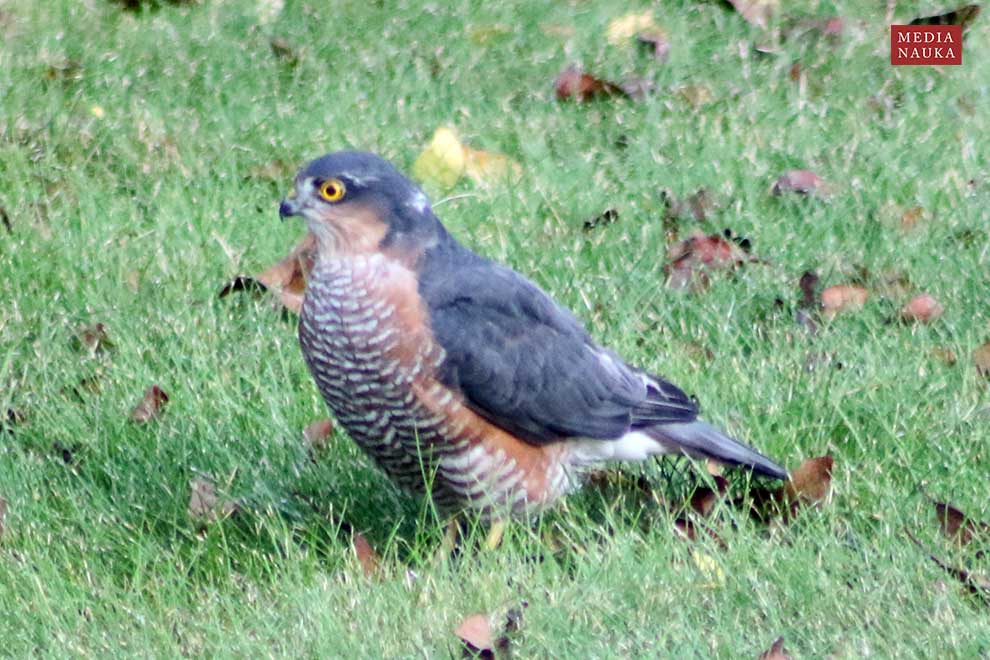 krogulec (zwyczajny) (Accipiter nisus)
