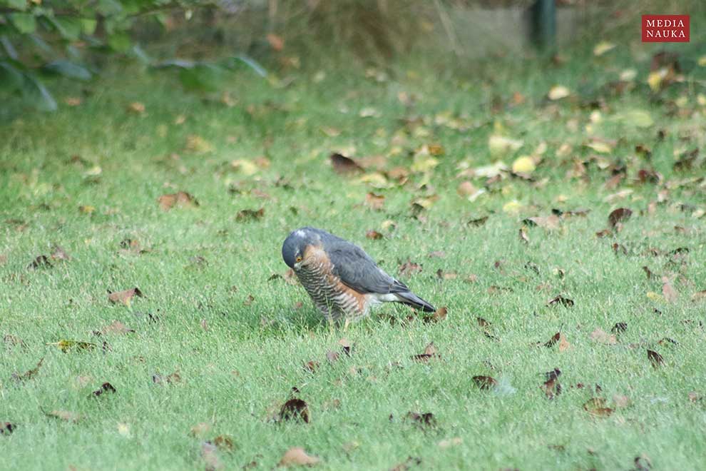 krogulec (zwyczajny) (Accipiter nisus)