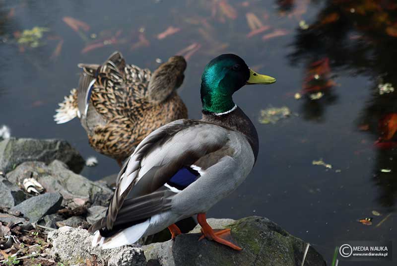 krzyżówka (zwyczajna) (Anas platyrhynchos)