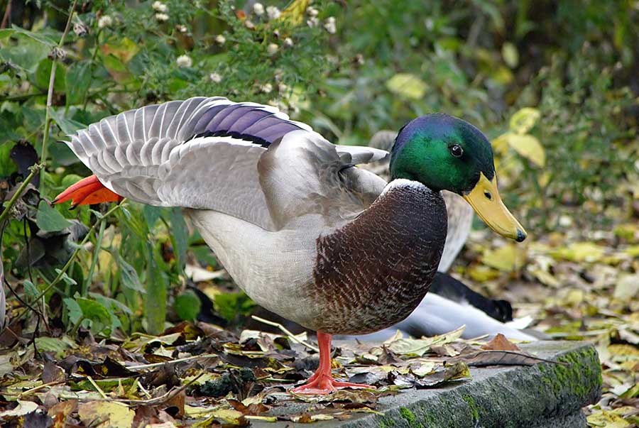 krzyżówka (zwyczajna) (Anas platyrhynchos)