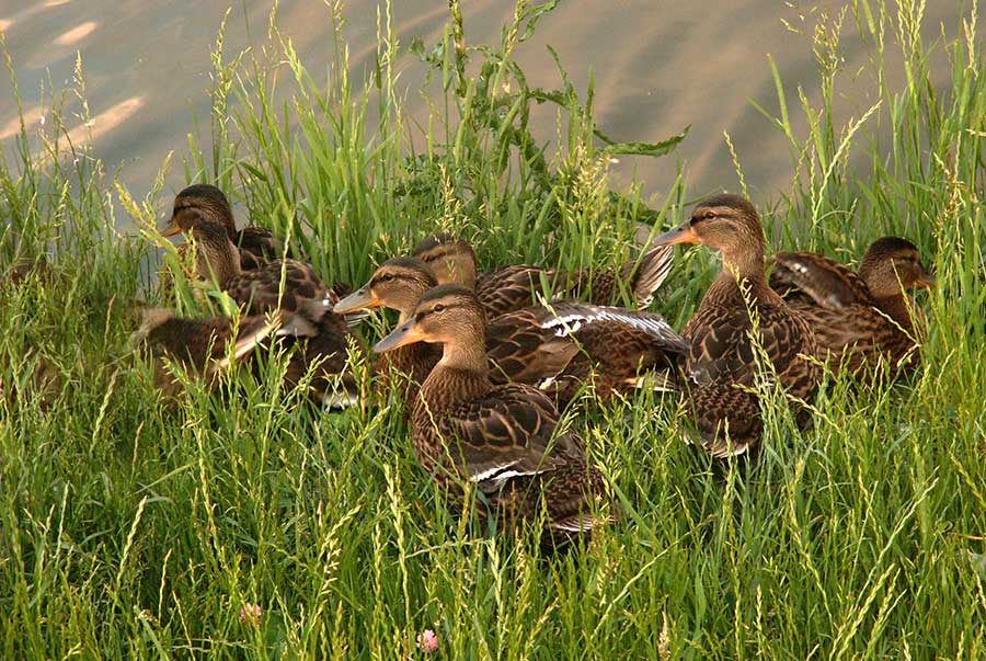 krzyżówka (zwyczajna) (Anas platyrhynchos)