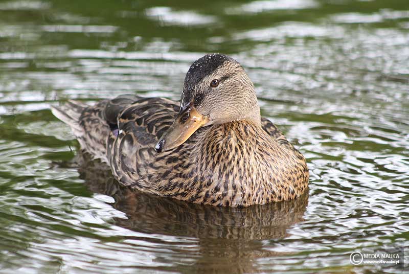 krzyżówka (zwyczajna) (Anas platyrhynchos)