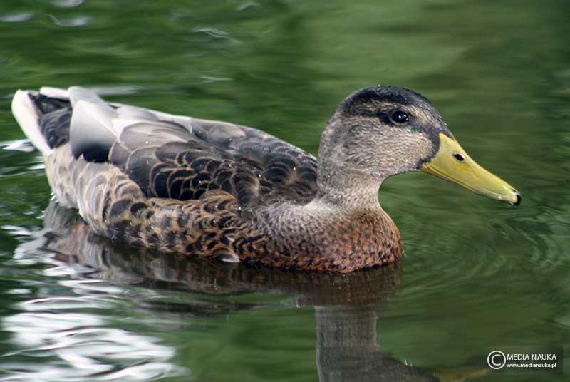 krzyżówka (zwyczajna) (Anas platyrhynchos)