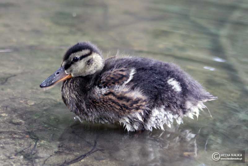 krzyżówka (zwyczajna) (Anas platyrhynchos)