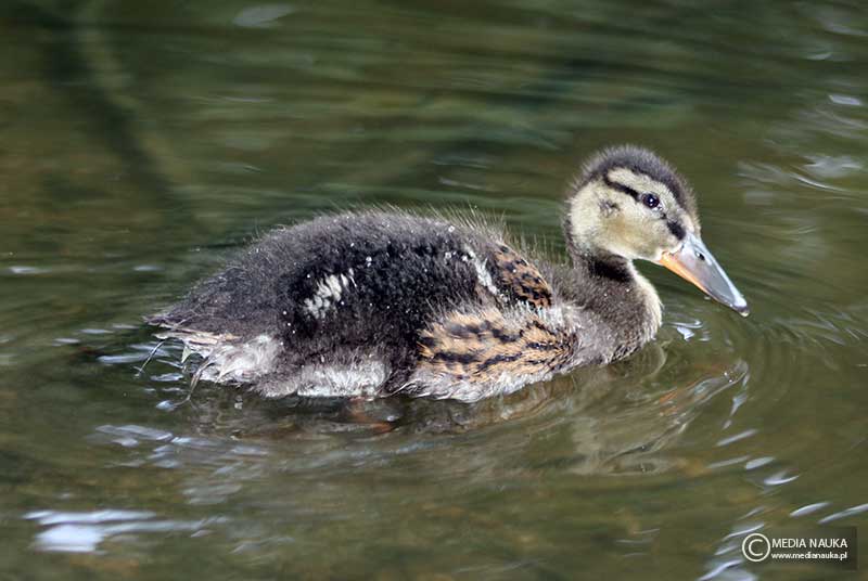 krzyżówka (zwyczajna) (Anas platyrhynchos)