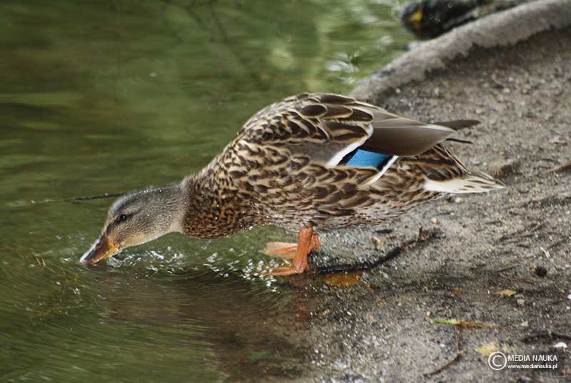 krzyżówka (zwyczajna) (Anas platyrhynchos)