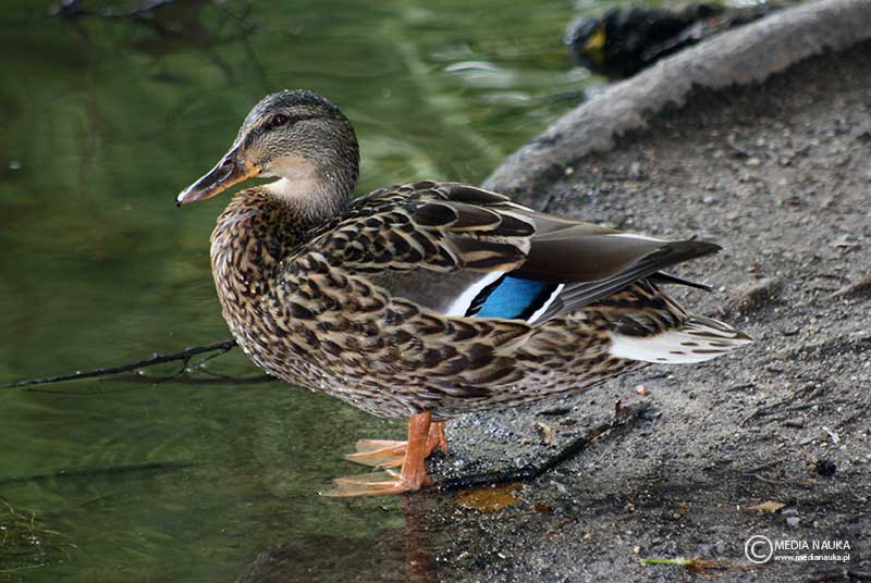 krzyżówka (zwyczajna) (Anas platyrhynchos)