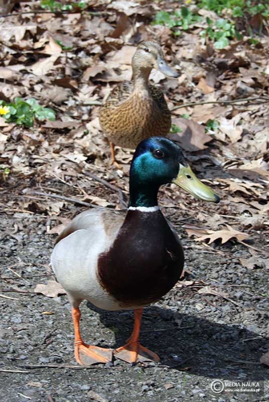 krzyżówka (zwyczajna) (Anas platyrhynchos)