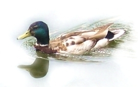 krzyżówka (zwyczajna) (Anas platyrhynchos)
