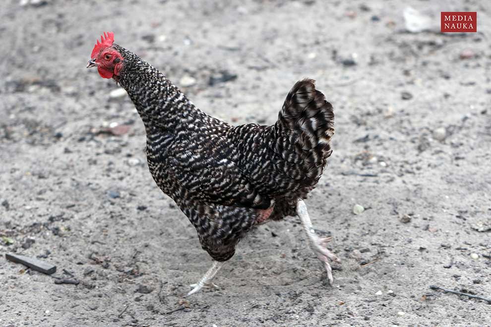 kura domowa (Gallus gallus domesticus)