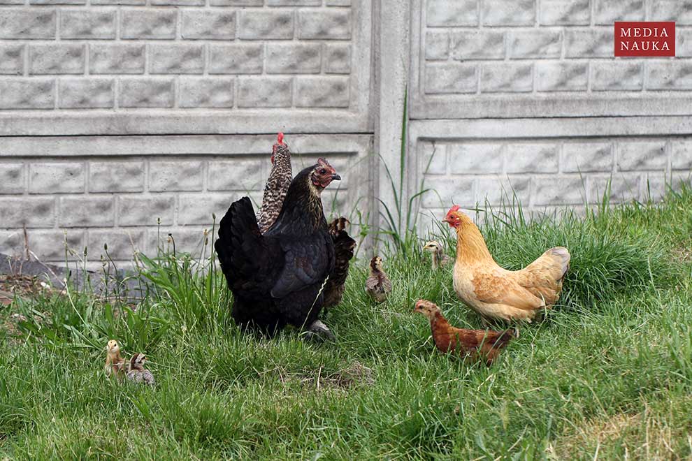 kura domowa (Gallus gallus domesticus)