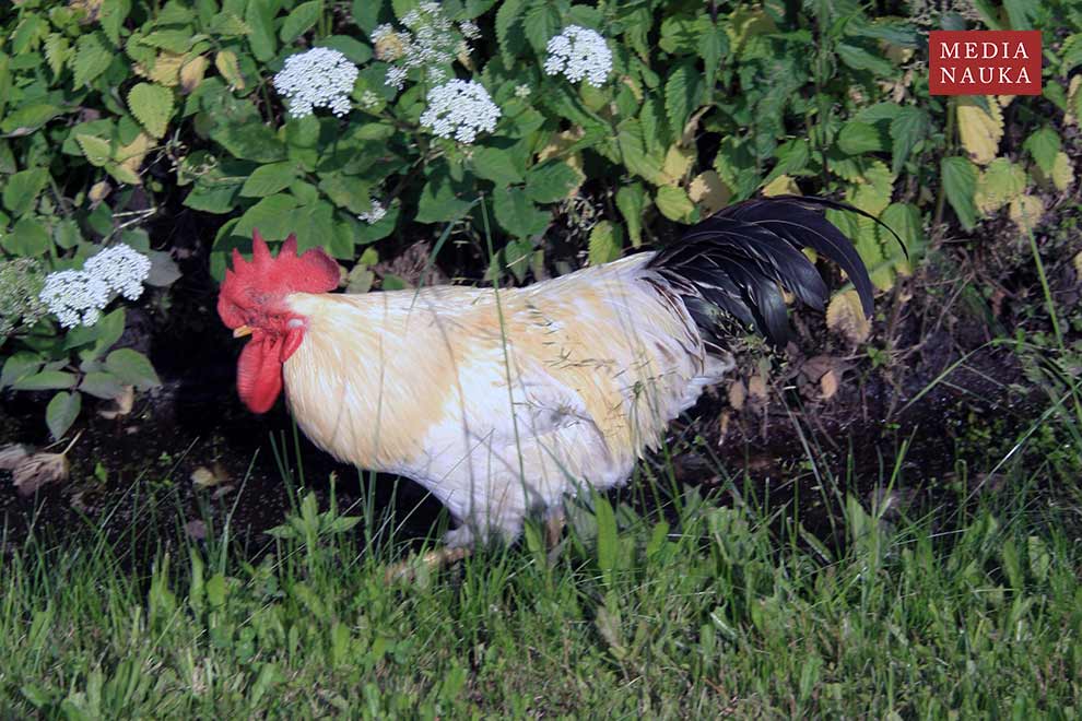 kura domowa (Gallus gallus domesticus)