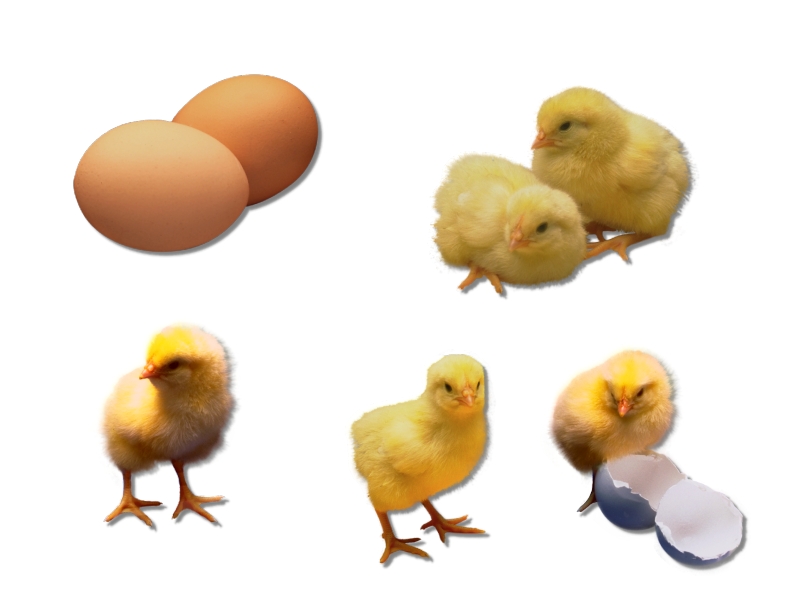 kura domowa (Gallus gallus domesticus)