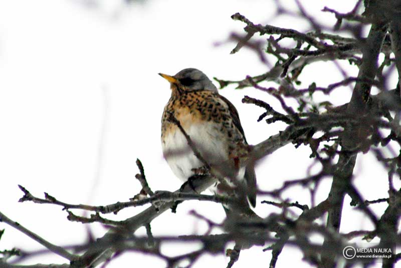 kwiczoł (Turdus pilaris)