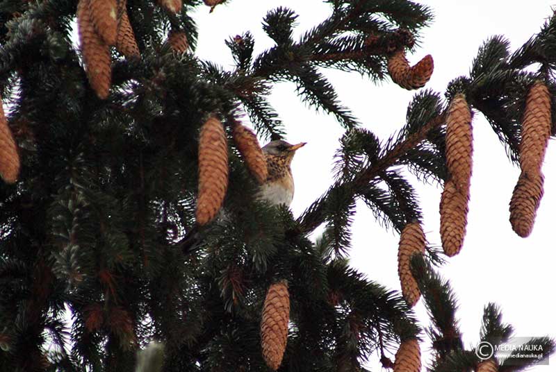 kwiczoł (Turdus pilaris)