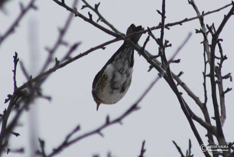 kwiczoł (Turdus pilaris)