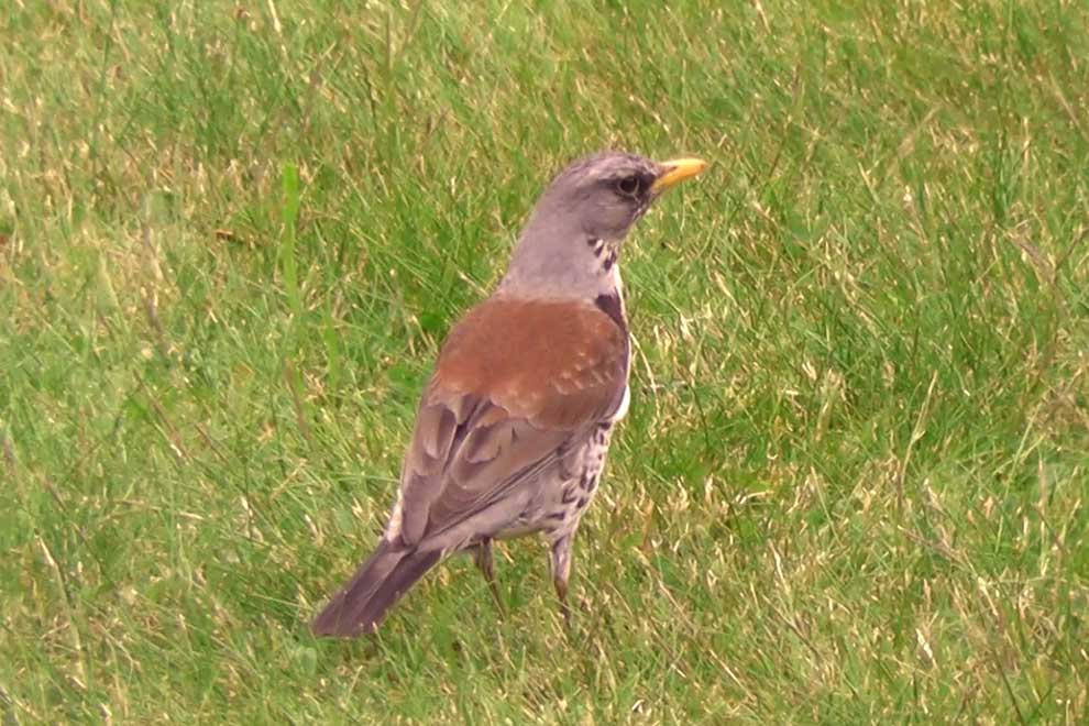 kwiczoł (Turdus pilaris)