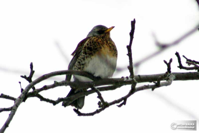 kwiczoł (Turdus pilaris)