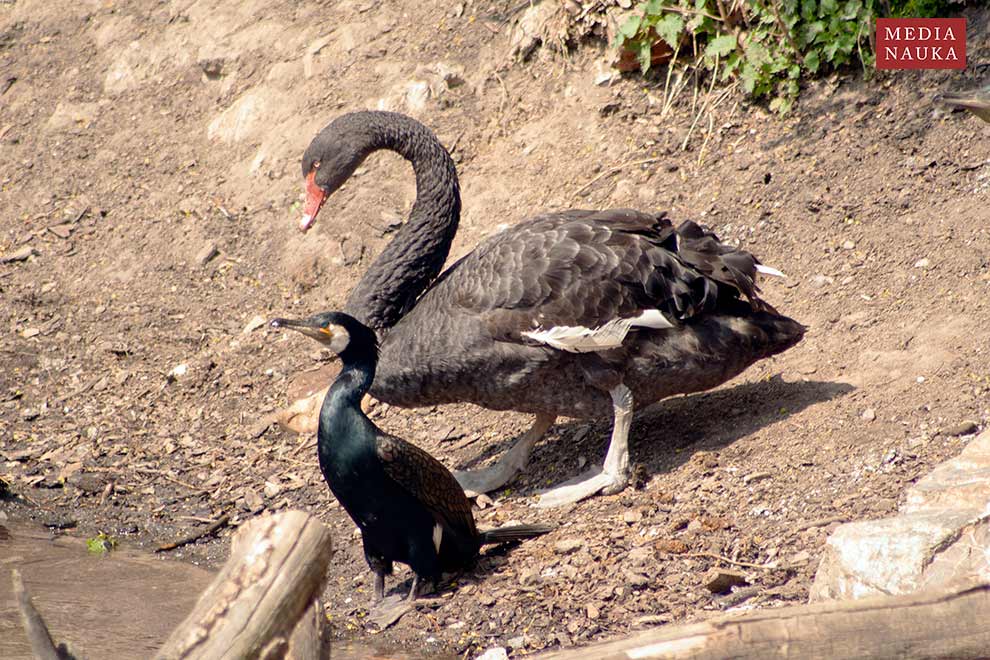 łabędź czarny (Cygnus atratus)
