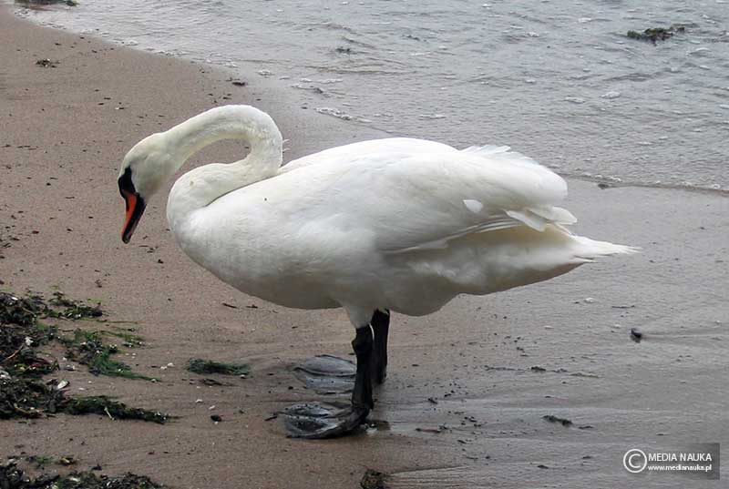 łabędź niemy (Cygnus olor)