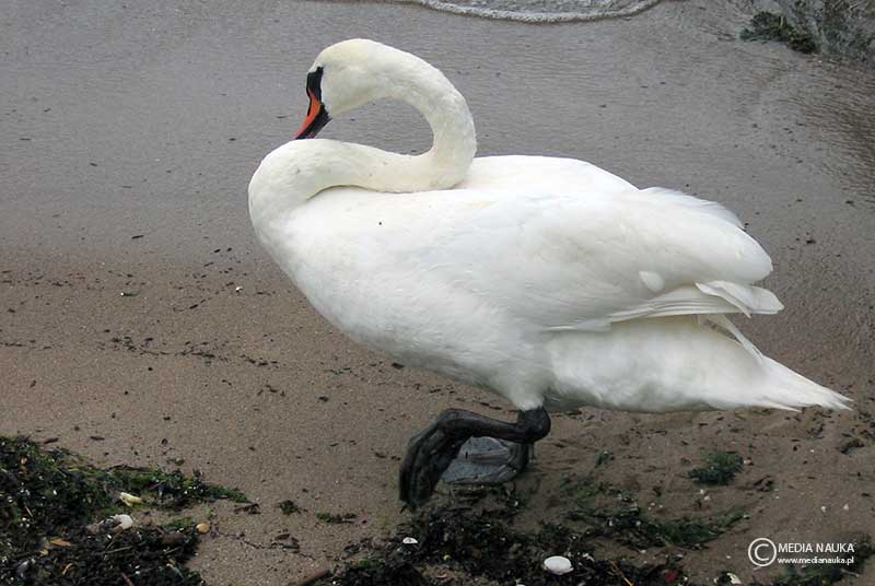 łabędź niemy (Cygnus olor)