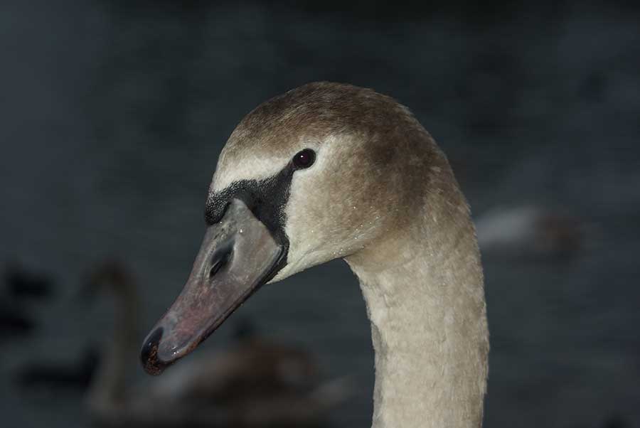 łabędź niemy (Cygnus olor)