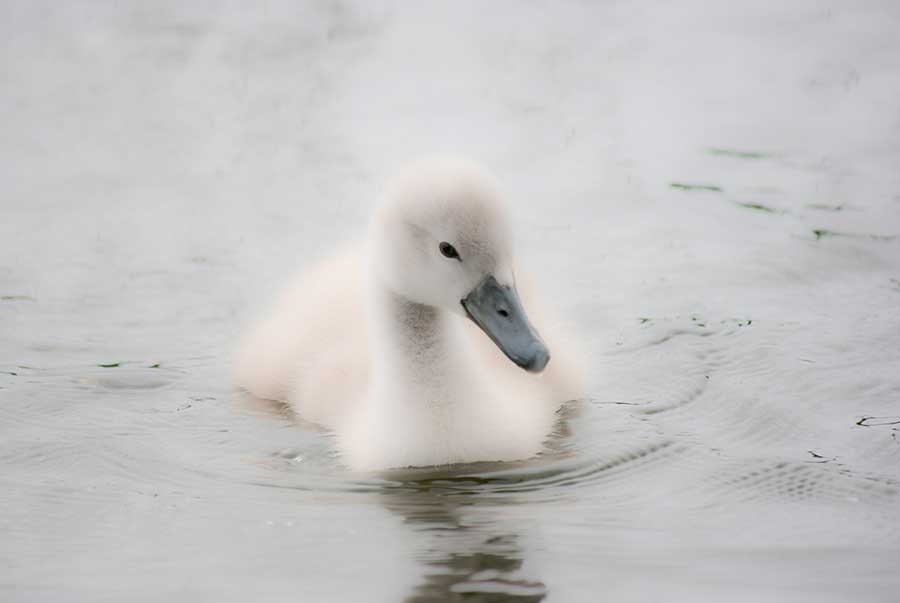 łabędź niemy (Cygnus olor)