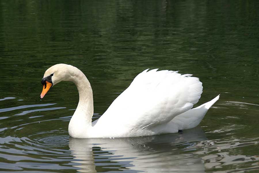 łabędź niemy (Cygnus olor)