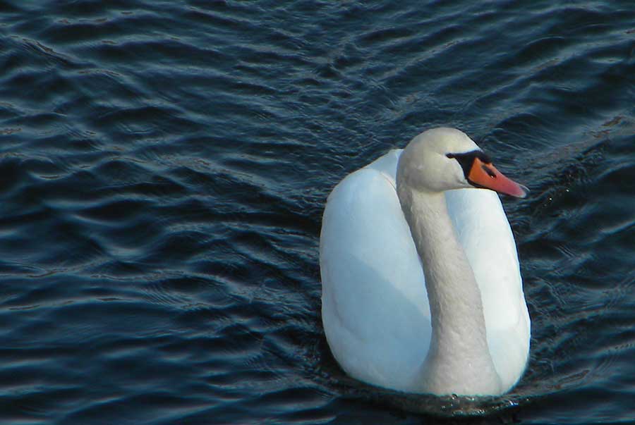 łabędź niemy (Cygnus olor)