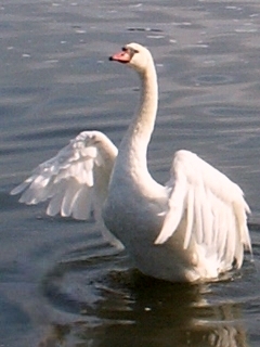 łabędź niemy (Cygnus olor)