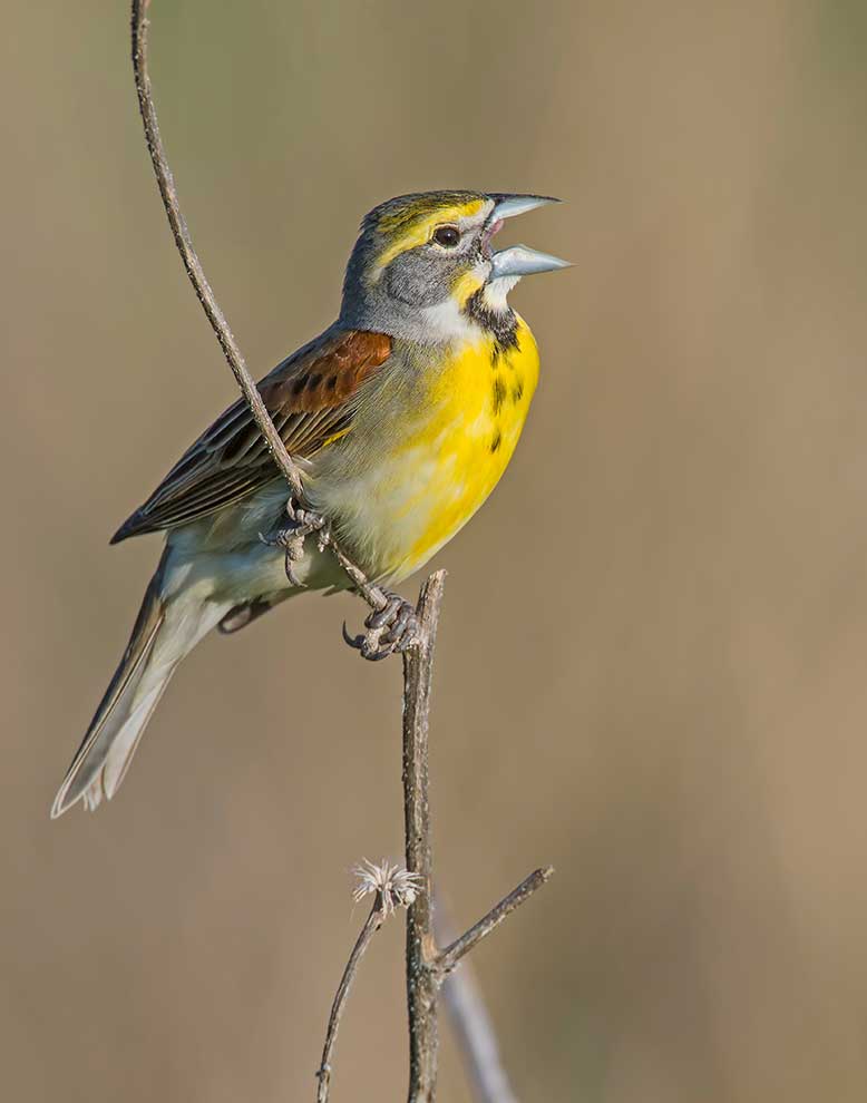 łuszczyk czarnogardły (Spiza americana)