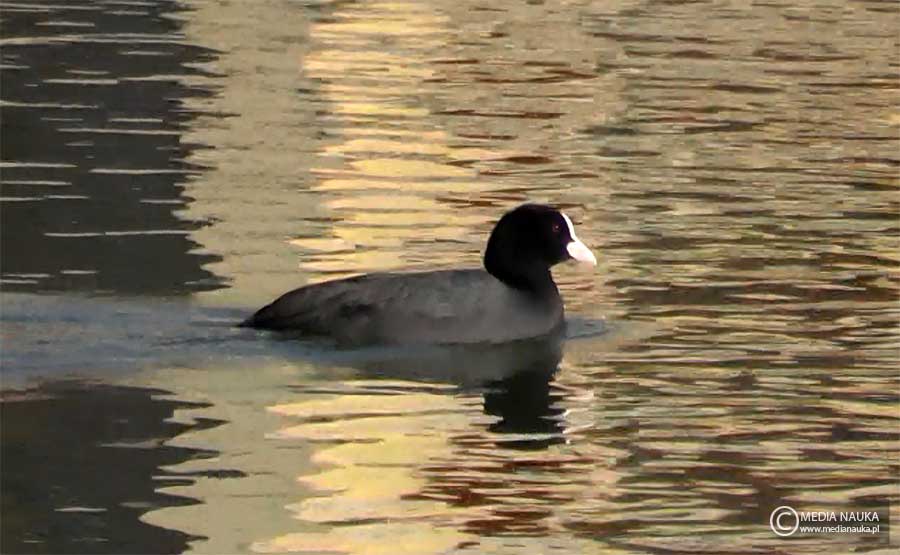 łyska (zwyczajna) (Fulica atra)