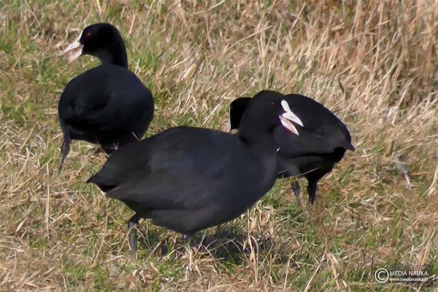 łyska (zwyczajna) (Fulica atra)
