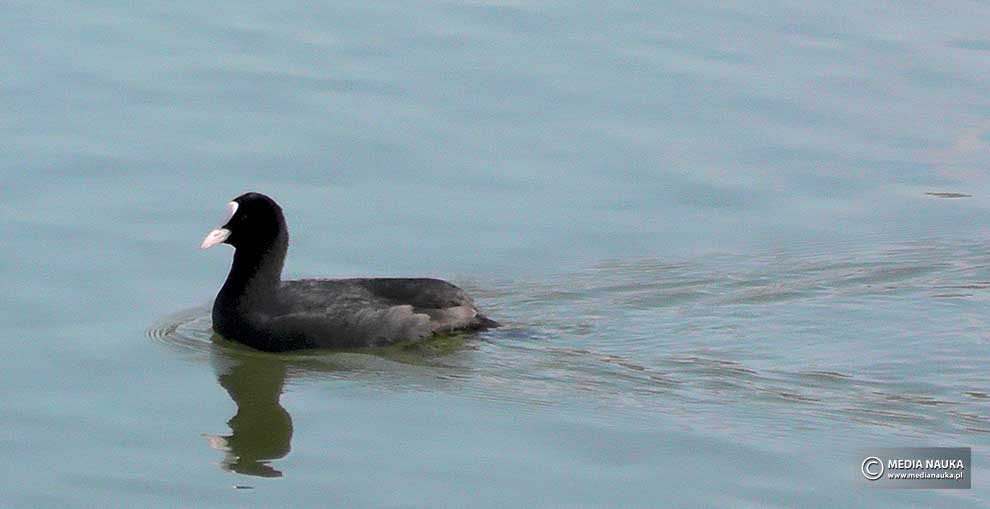 łyska (zwyczajna) (Fulica atra)