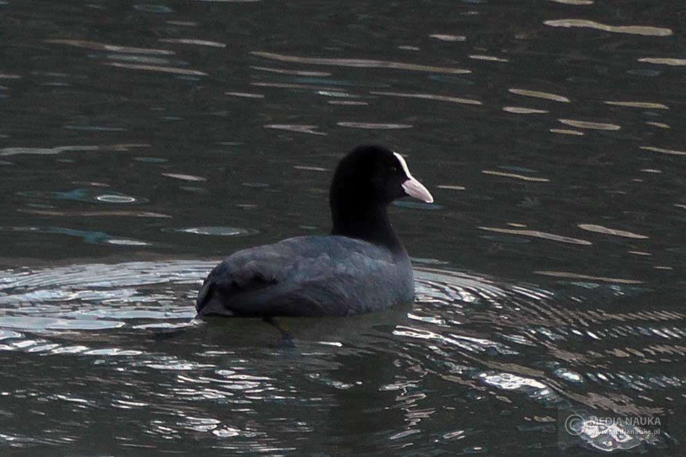 łyska (zwyczajna) (Fulica atra)