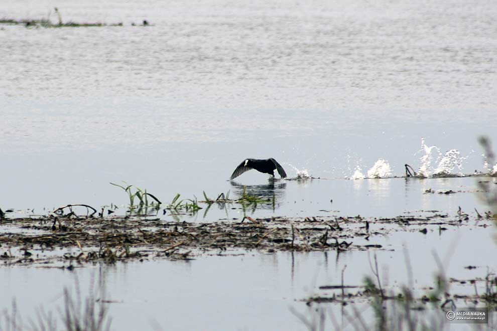 łyska (zwyczajna) (Fulica atra)