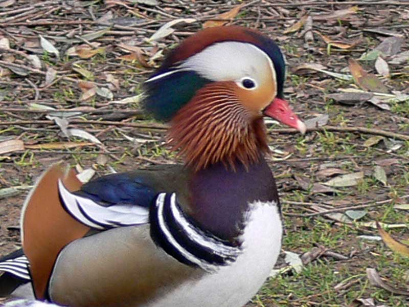 mandarynka (Aix galericulata)