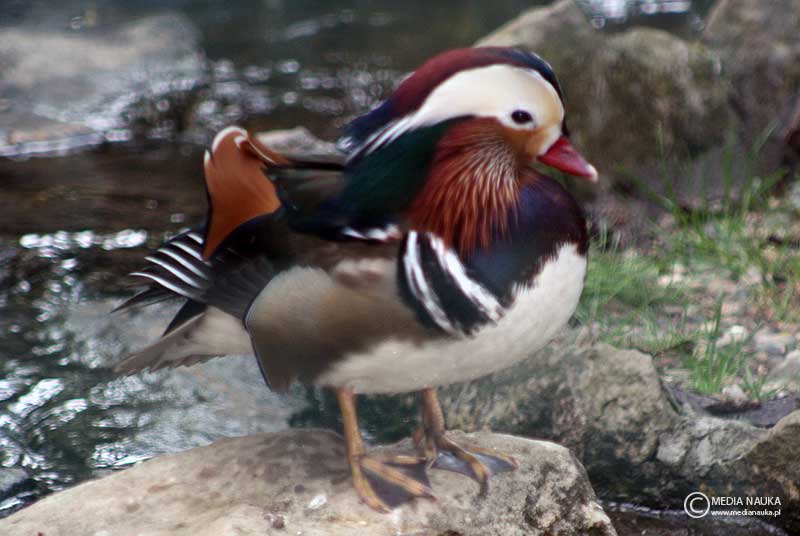 mandarynka (Aix galericulata)