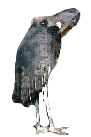 marabut afrykański (Leptoptilos crumenifer)