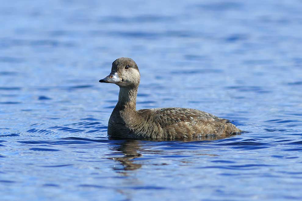 markaczka (Melanitta nigra)