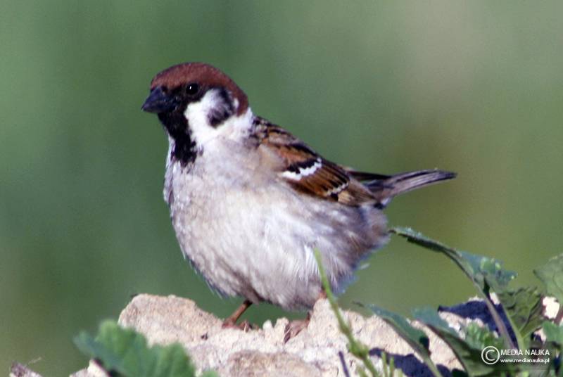 mazurek (Passer montanus)