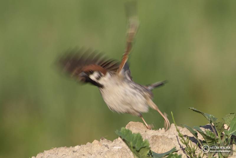 mazurek (Passer montanus)