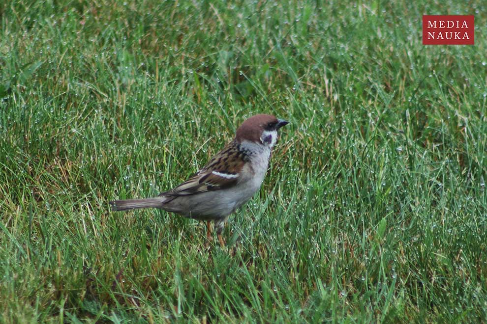 mazurek (Passer montanus)