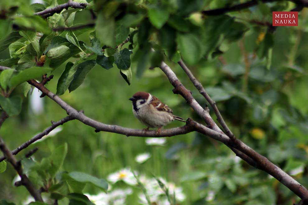 mazurek (Passer montanus)